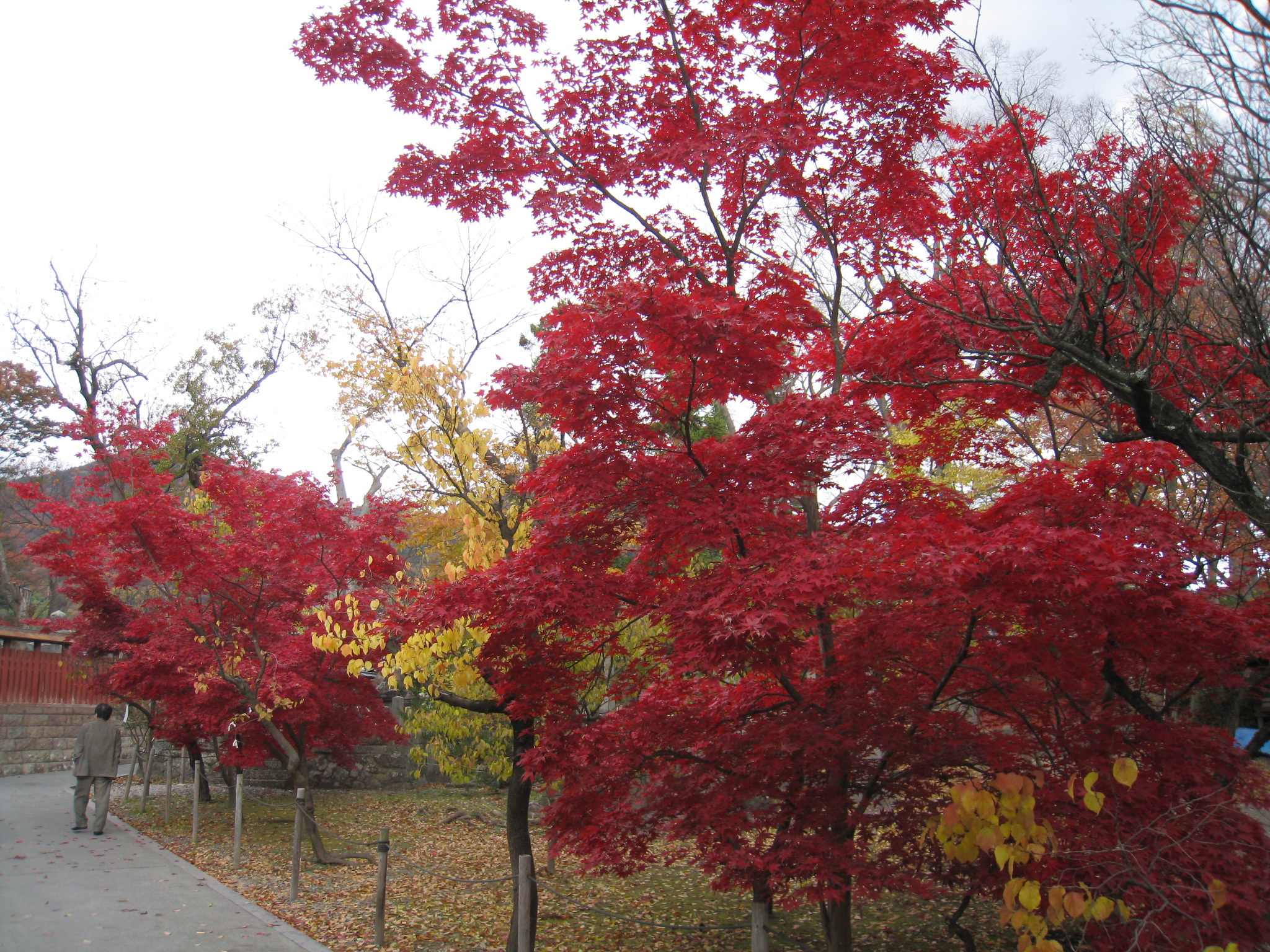 善光寺紅葉２.JPG