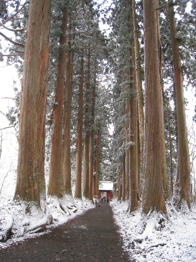 戸隠神社参道２.JPG