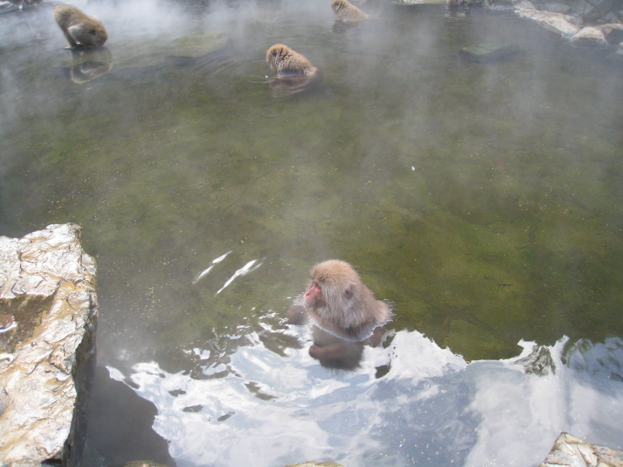 猿の温泉.JPG